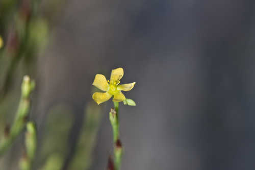 Hypericum gentianoides #8